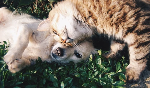 Dog owner comparing pet insurance options